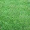 Empire Zoysia